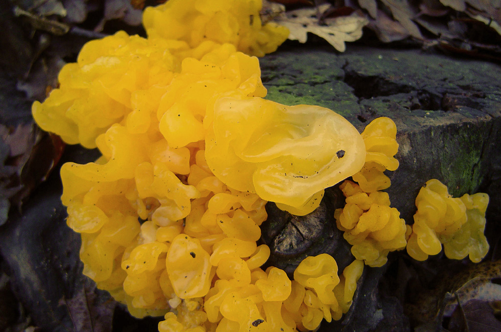 Tremella mesenterica